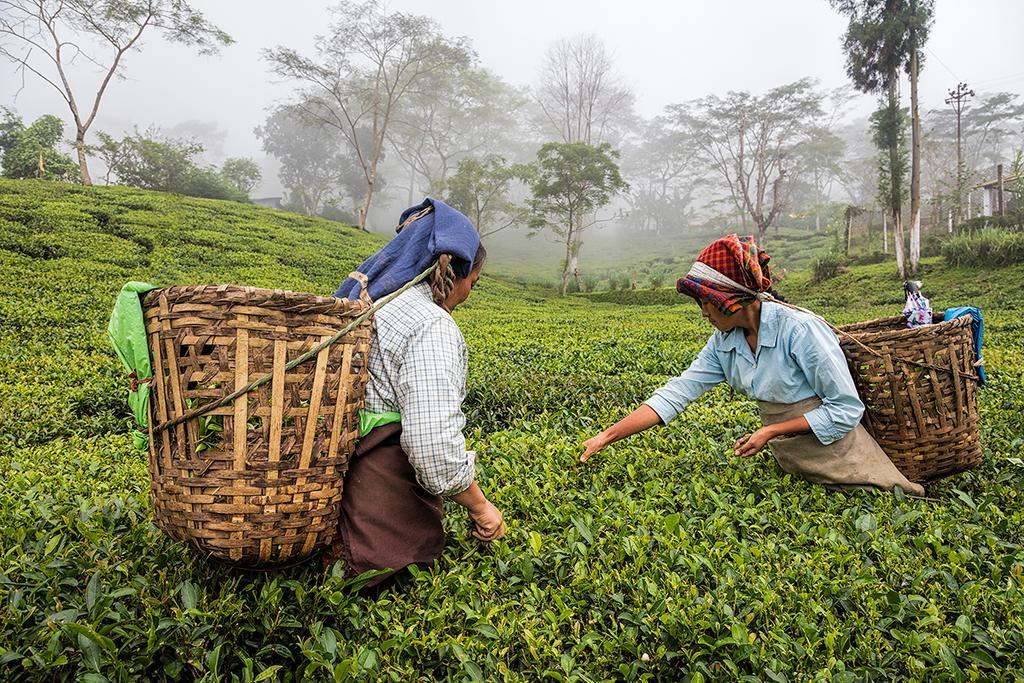 大吉岭 Ging Tea House旅馆 外观 照片
