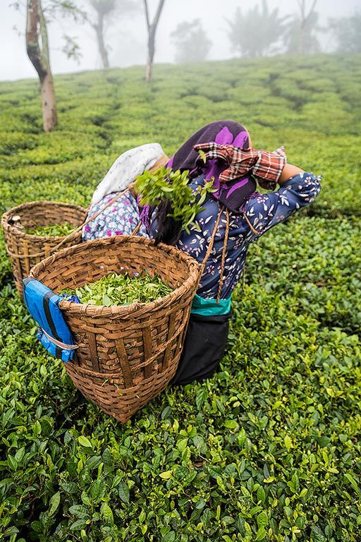 大吉岭 Ging Tea House旅馆 外观 照片