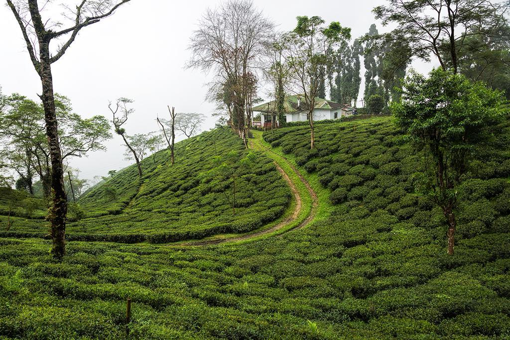 大吉岭 Ging Tea House旅馆 外观 照片