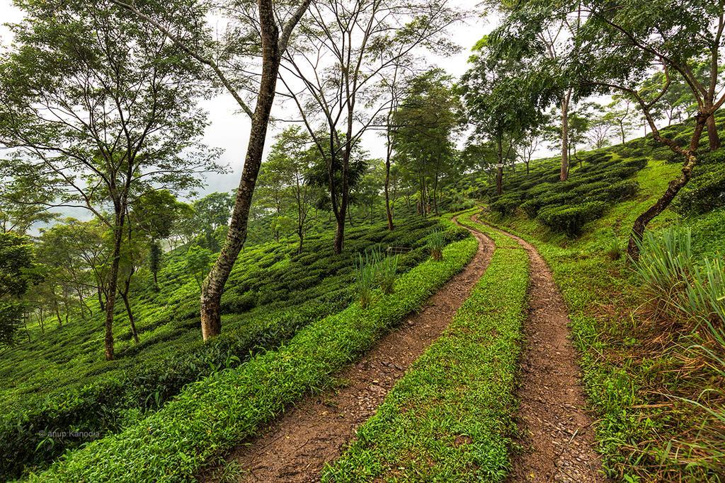 大吉岭 Ging Tea House旅馆 外观 照片